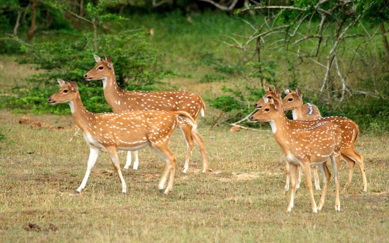 Palm Land Eco Resort And Safari Tours Udawalawe Ngoại thất bức ảnh