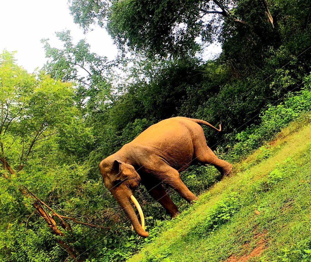 Palm Land Eco Resort And Safari Tours Udawalawe Ngoại thất bức ảnh
