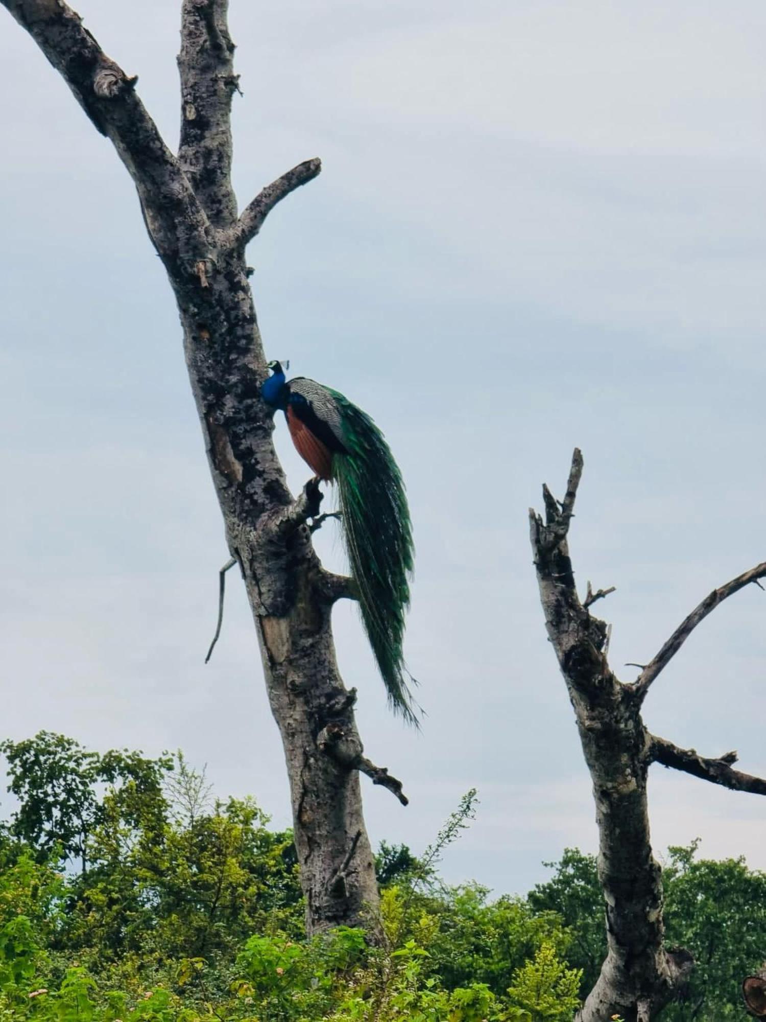 Palm Land Eco Resort And Safari Tours Udawalawe Ngoại thất bức ảnh