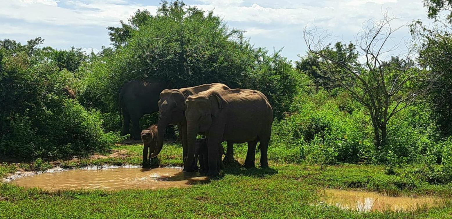 Palm Land Eco Resort And Safari Tours Udawalawe Ngoại thất bức ảnh